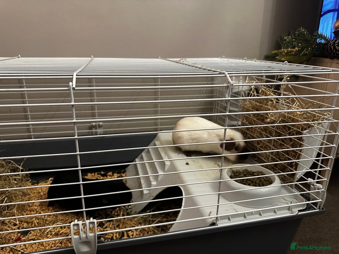 Guinea Pig rodents for sale: 2 Male Guinea Pigs - Advert 6