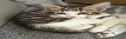 Mixed Breed cats for sale: Beautiful Bengal x Domestic Short Hair Kittens 🐾 - Advert 23