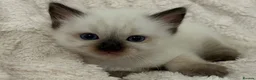 Ragdoll cats for sale: Seal Point & Lilac Bicolour Ragdoll Kittens - Advert 8