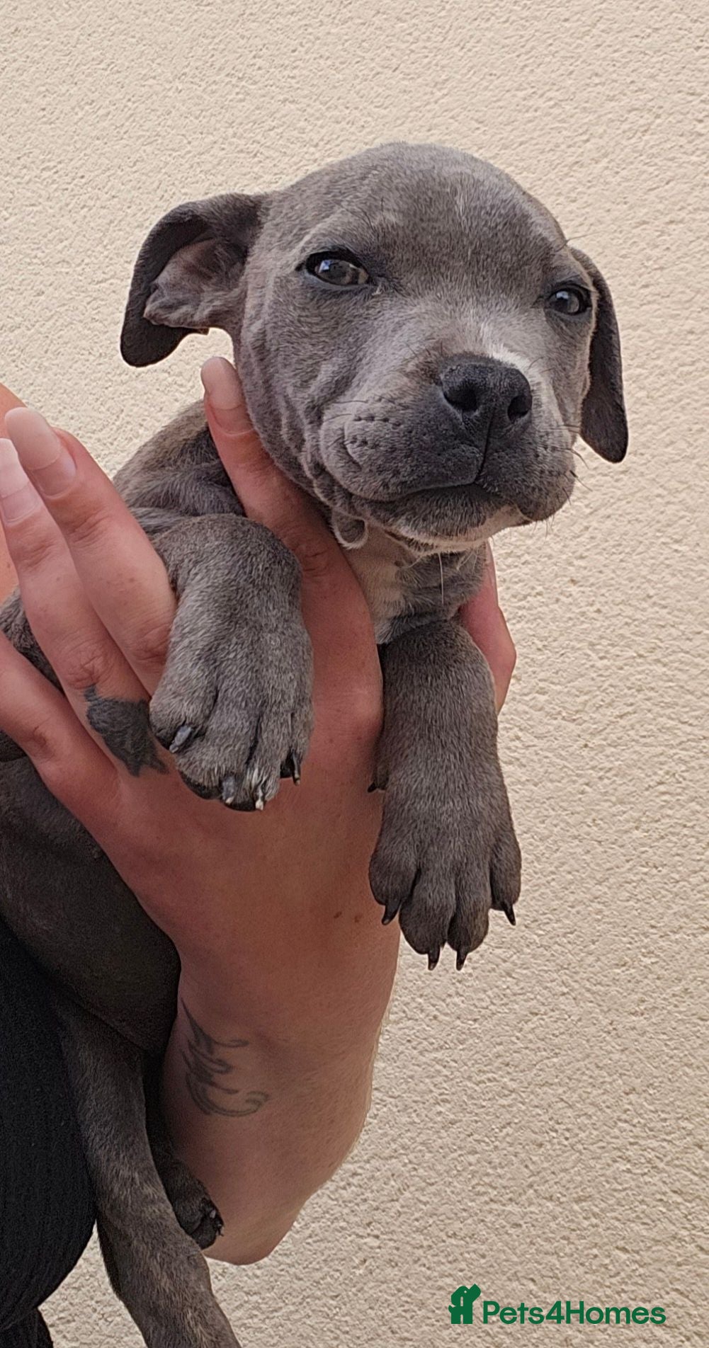 Staffordshire Bull Terrier dogs Blue staffy pups. Blue bronsen bloodline - Advert 8