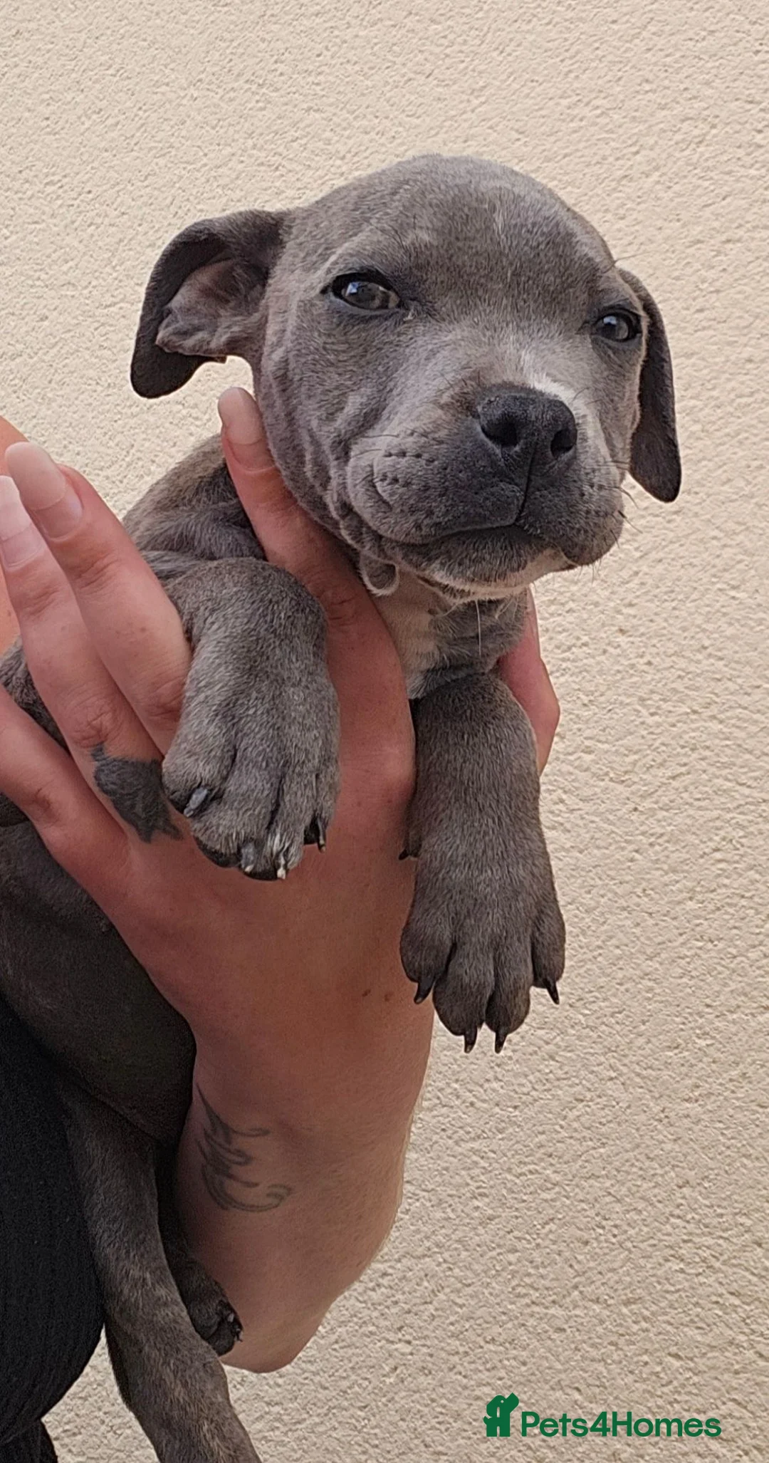 Staffordshire Bull Terrier dogs for sale: Blue staffy pups. Blue bronsen bloodline - Advert 1