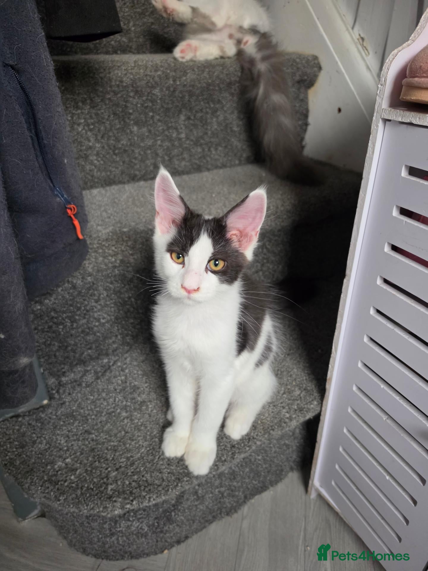 Maine Coon cats TICA REGISTERED STUNNING KITTENS  - Advert 5