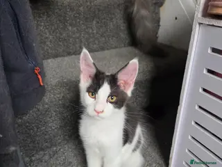 Maine Coon cats TICA REGISTERED STUNNING KITTENS - Advert 5