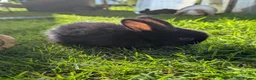 Mini Lop rabbits for sale: Beautiful Mini Lops For Sale  ˖Ი𐑼⋆ FOUR LEFT  - Advert 13