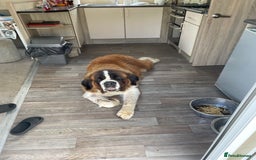 Saint Bernard dogs for sale: Stunning KC reg Saint Bernard puppies  - Image 19