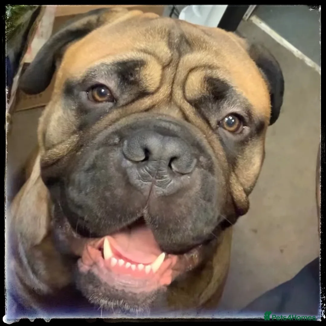 Bullmastiff dogs for stud: BAD MOON KENNELS - Advert 3