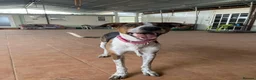 Mixed Breed dogs for adoption: 🐶Rex the perfect pack companion 😍  - Advert 5