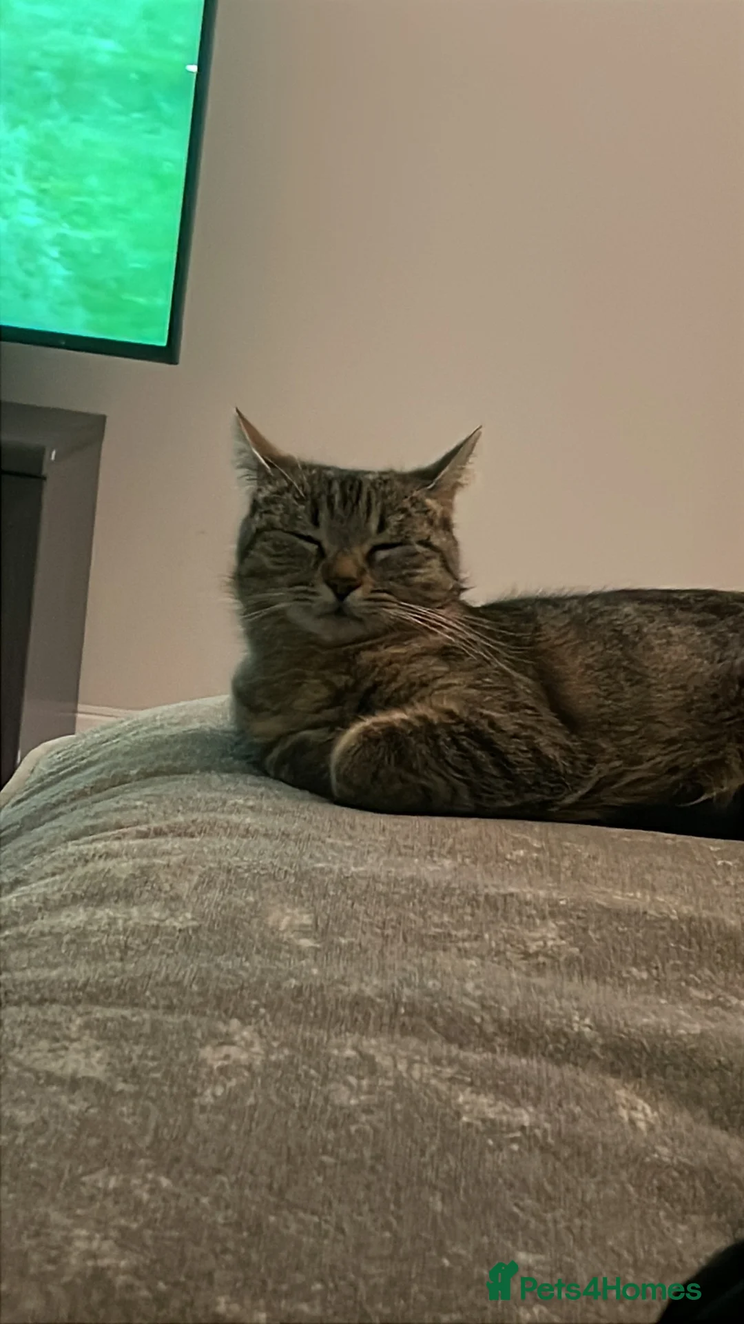 Mixed Breed cats for sale: Male black Tabby Kitten - Advert 2