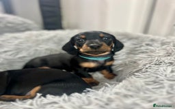 Miniature Dachshund dogs for sale: Stunning Smooth Black & Tan Miniature Dachshunds - Image 13