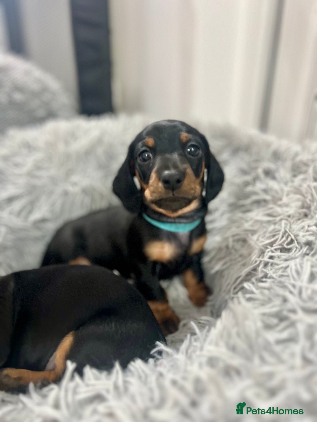 Miniature Dachshund dogs for sale: Stunning Smooth Black & Tan Miniature Dachshunds - Image 13