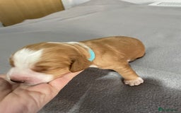 Cocker Spaniel dogs for sale: Cocker Spaniel Puppies - Advert 5