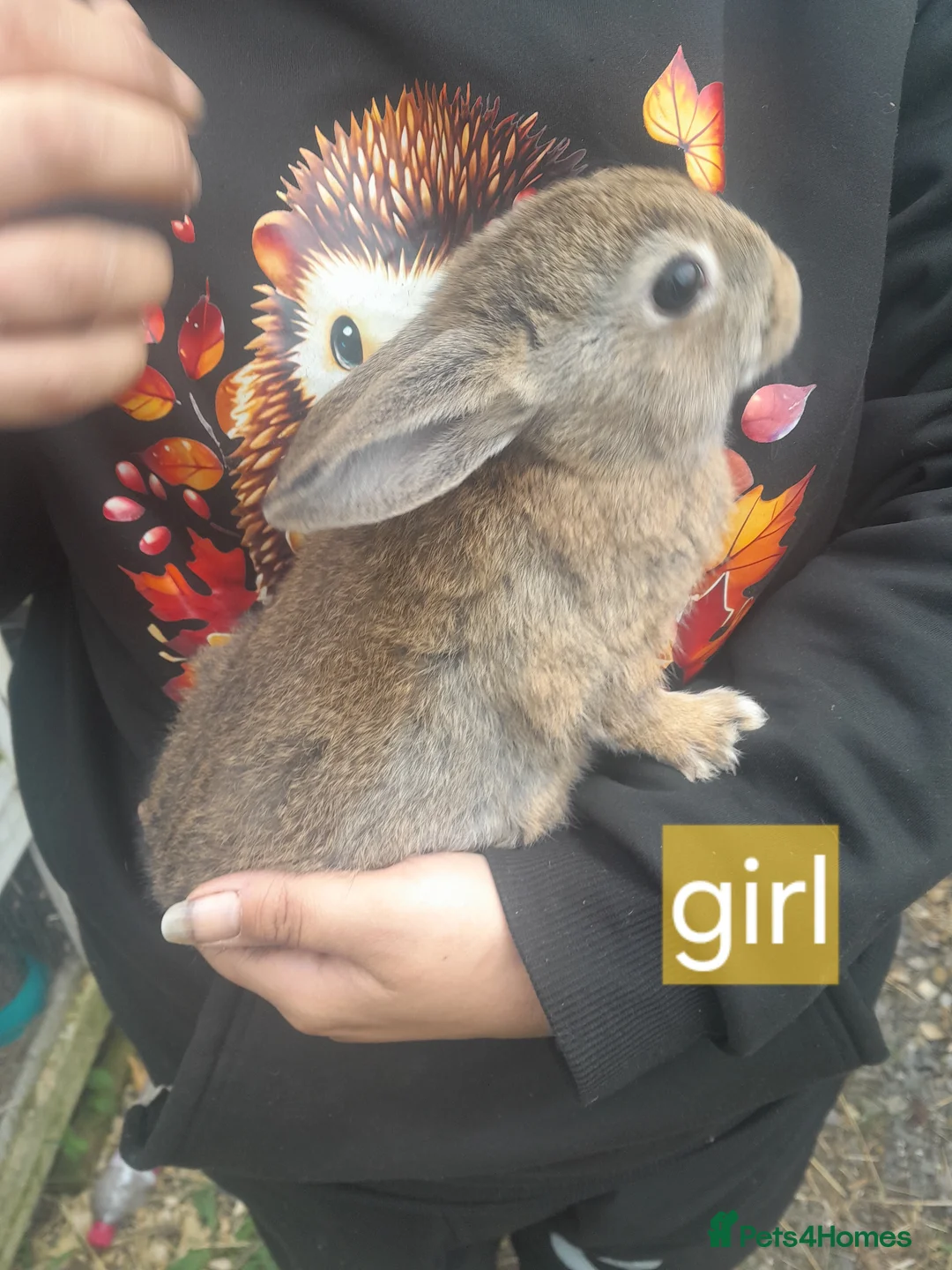 Mixed Breed rabbits for sale: 2 males 3 females £25 each in Yeovil - Advert 2