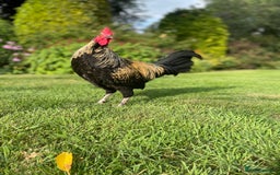 Chickens poultry for sale: 2 Cockerels for sale - Image 2