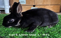 Rex rabbits for sale: Black and Tan Mini Rex  - Image 21