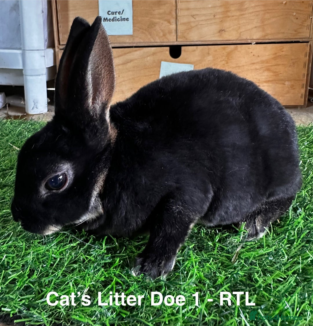 Rex rabbits for sale: Black and Tan Mini Rex  - Image 21