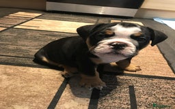 Olde English Bulldogge dogs for sale: Olde english bulldogge puppies  - Advert 21