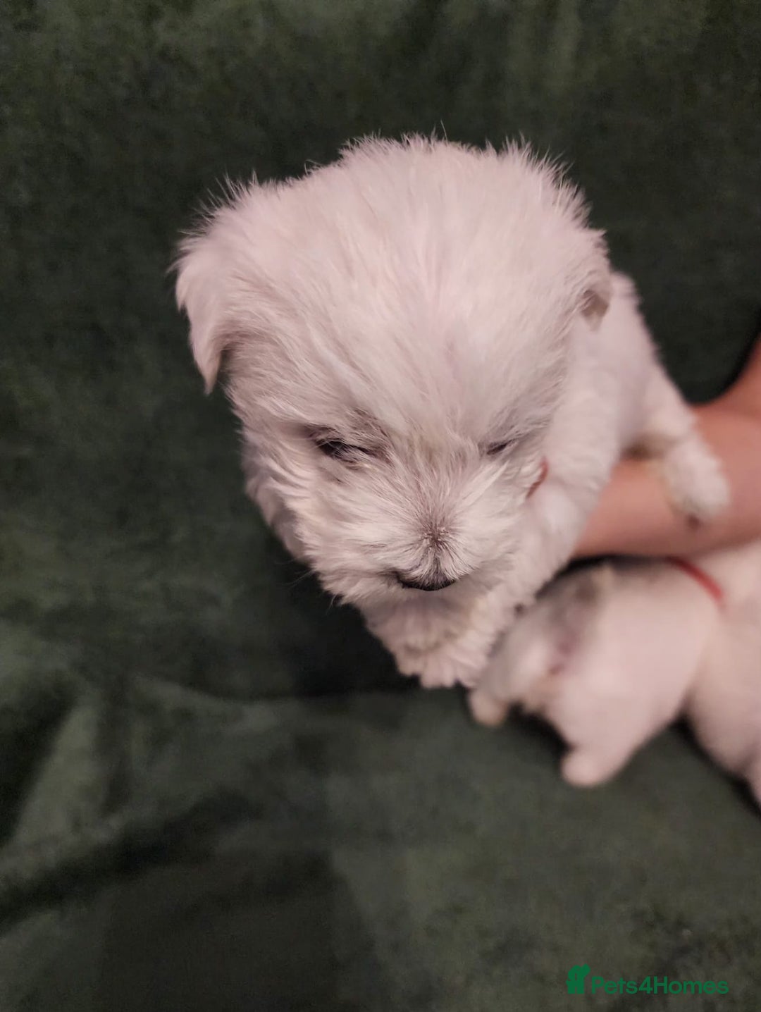 West Highland Terrier dogs for sale: Beautiful west highland terrier puppies 🐶  - Advert 6