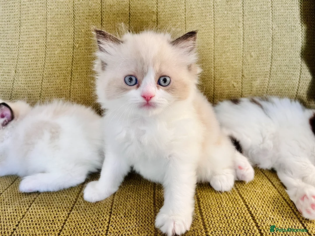 Persian cats for sale: 6 week Ragdoll x Persian Kittens - see description - Advert 2