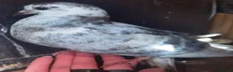 Pigeons birds for sale: Pigeons [Semi Hand-Raised] - Fancy & Racing Breeds - Advert 31