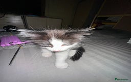 Mixed Breed cats for sale: 4 beautiful male kittens needing homes - Image 2