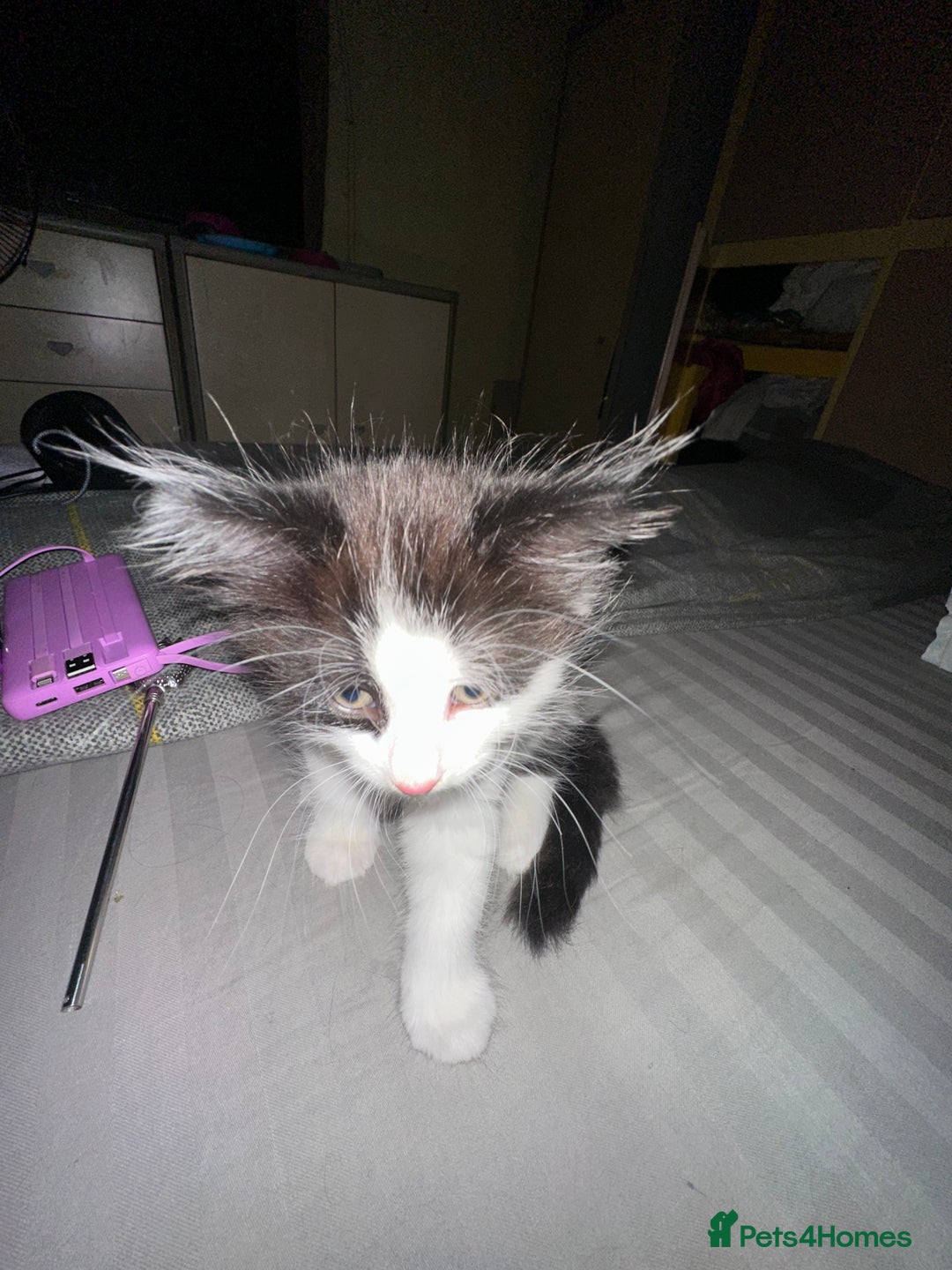 Mixed Breed cats for sale: 4 beautiful male kittens needing homes - Image 2