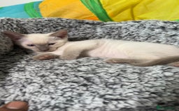 Siamese cats for sale: Beautiful Siamese Kittens - Advert 5
