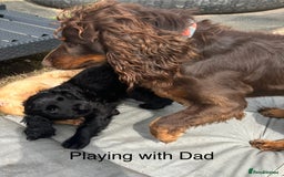 Cocker Spaniel dogs for sale: Male working cocker spaniel puppy kc reg - Image 17