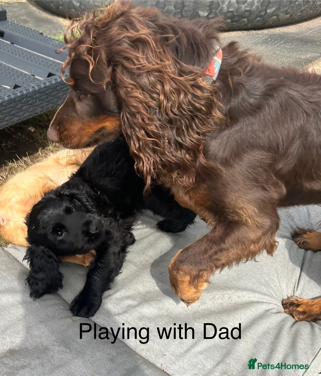 Cocker Spaniel dogs for sale: Male working cocker spaniel puppy kc reg - Image 17