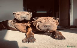 Shar Pei dogs for sale: Sharp pie puppies  - Image 14