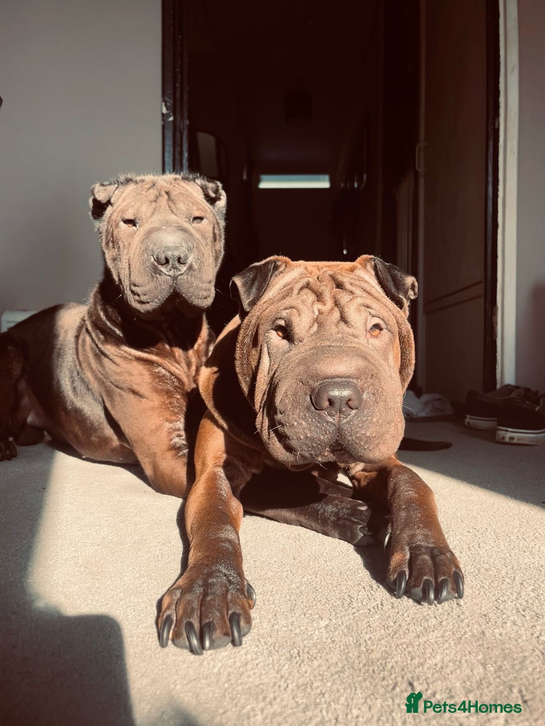 Shar Pei dogs for sale: Sharp pie puppies  - Image 14