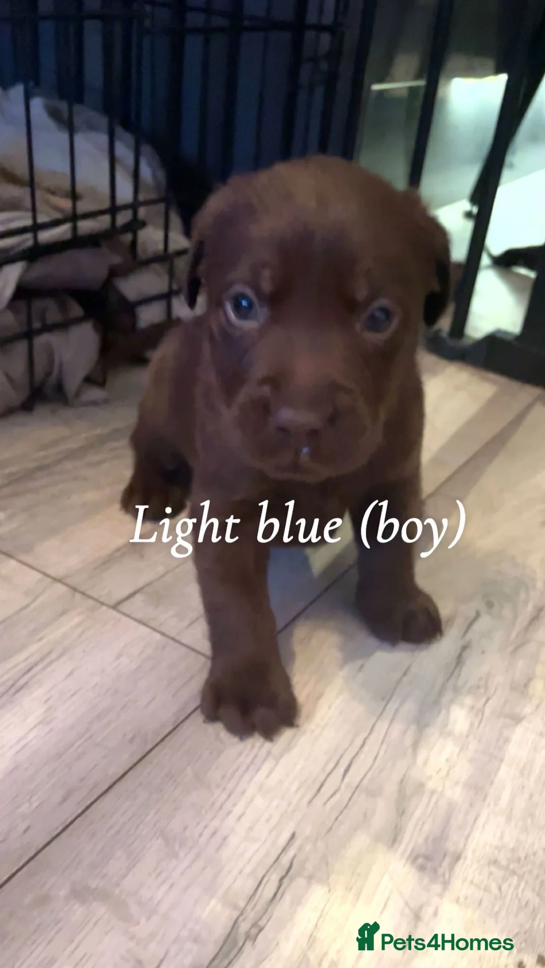 Labrador Retriever dogs for sale: Chocolate lab puppies  - Advert 6