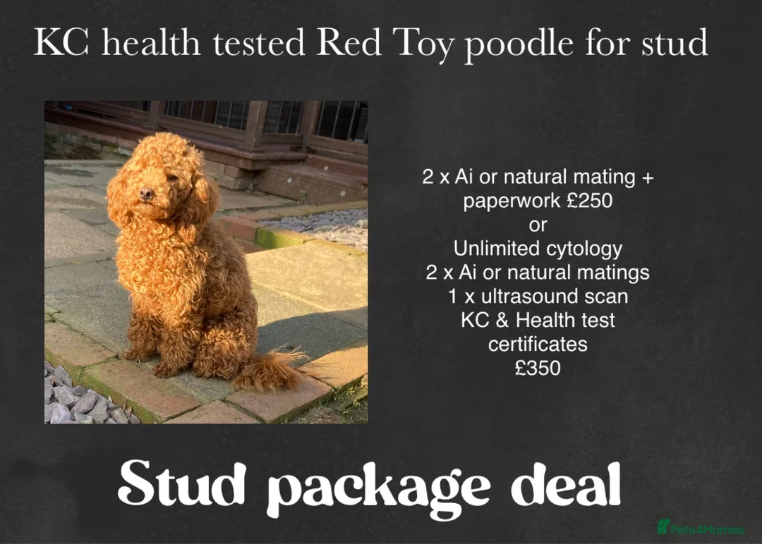Toy Poodle dogs for stud: Health tested fox red toy poodle stud  in Stevenage - Advert 13