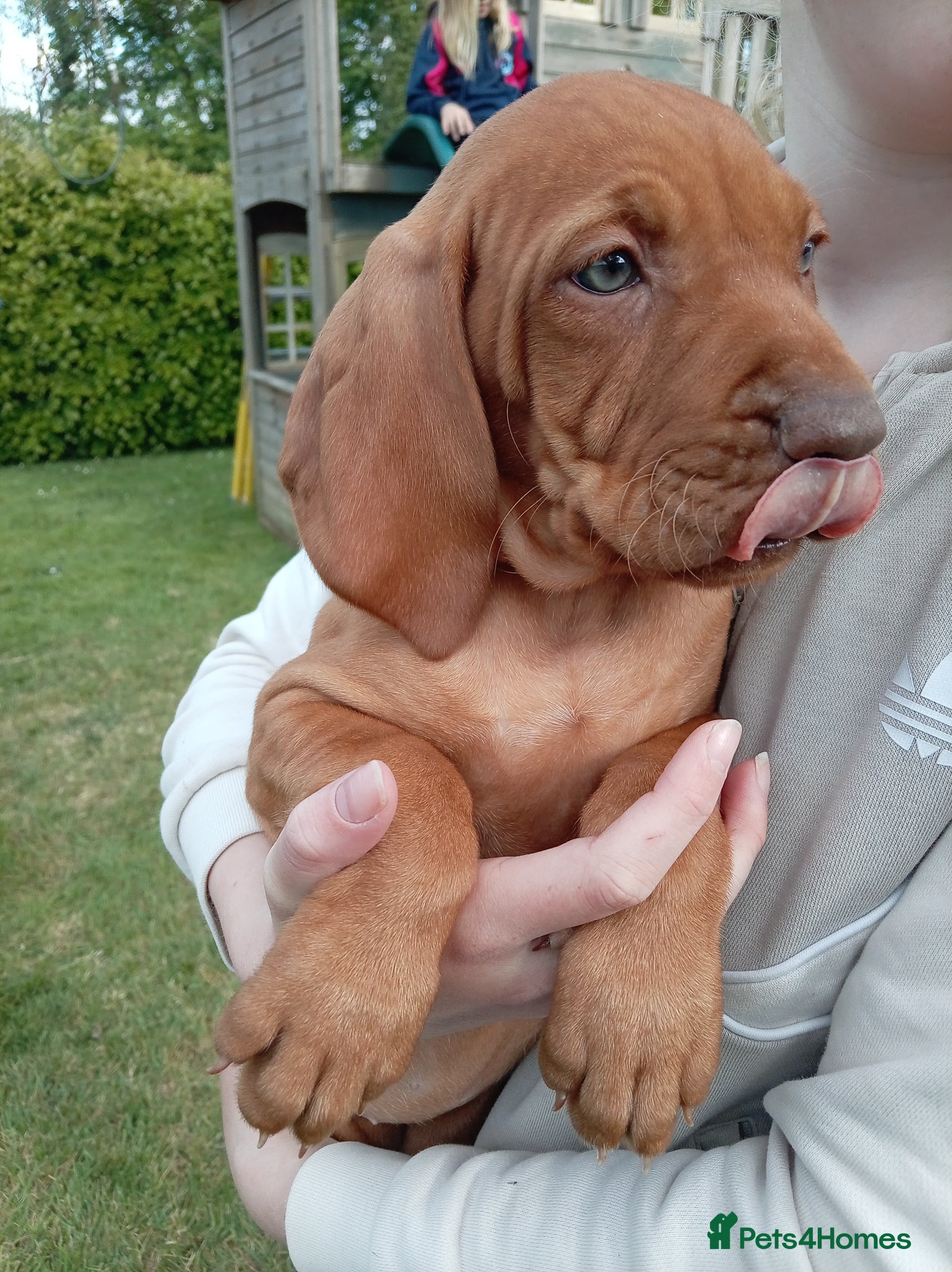 Hungarian Vizsla dogs for sale: Beautiful Hungarian Vizsla Puppies For Sale  - Advert 2