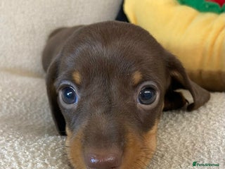 Miniature Dachshund dogs Miniature Smooth Dachshund Boy Puppies - Advert 1