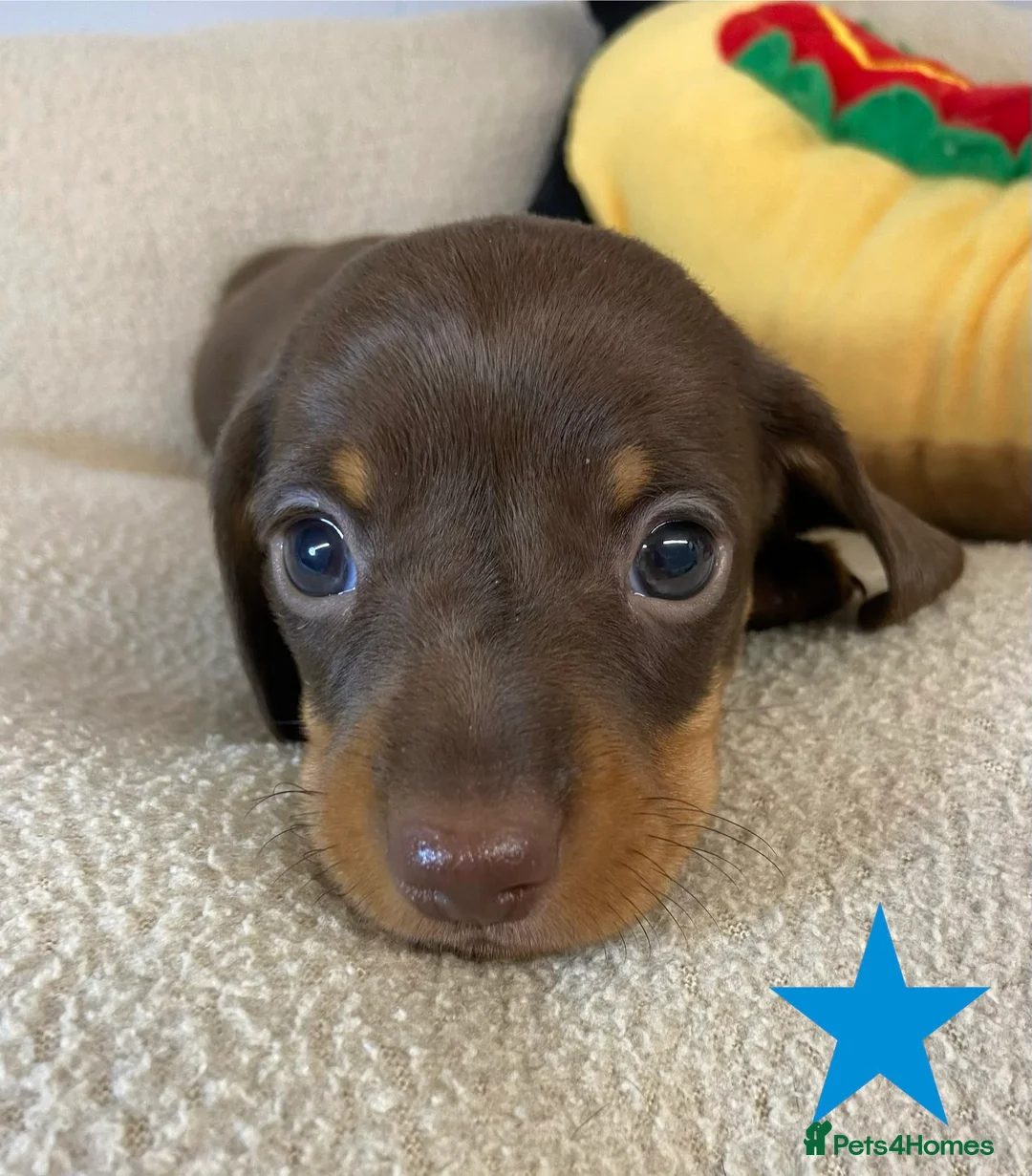 Miniature Dachshund dogs for sale: SOLD SOLD  Miniature Smooth Dachshund Puppues - Advert 13