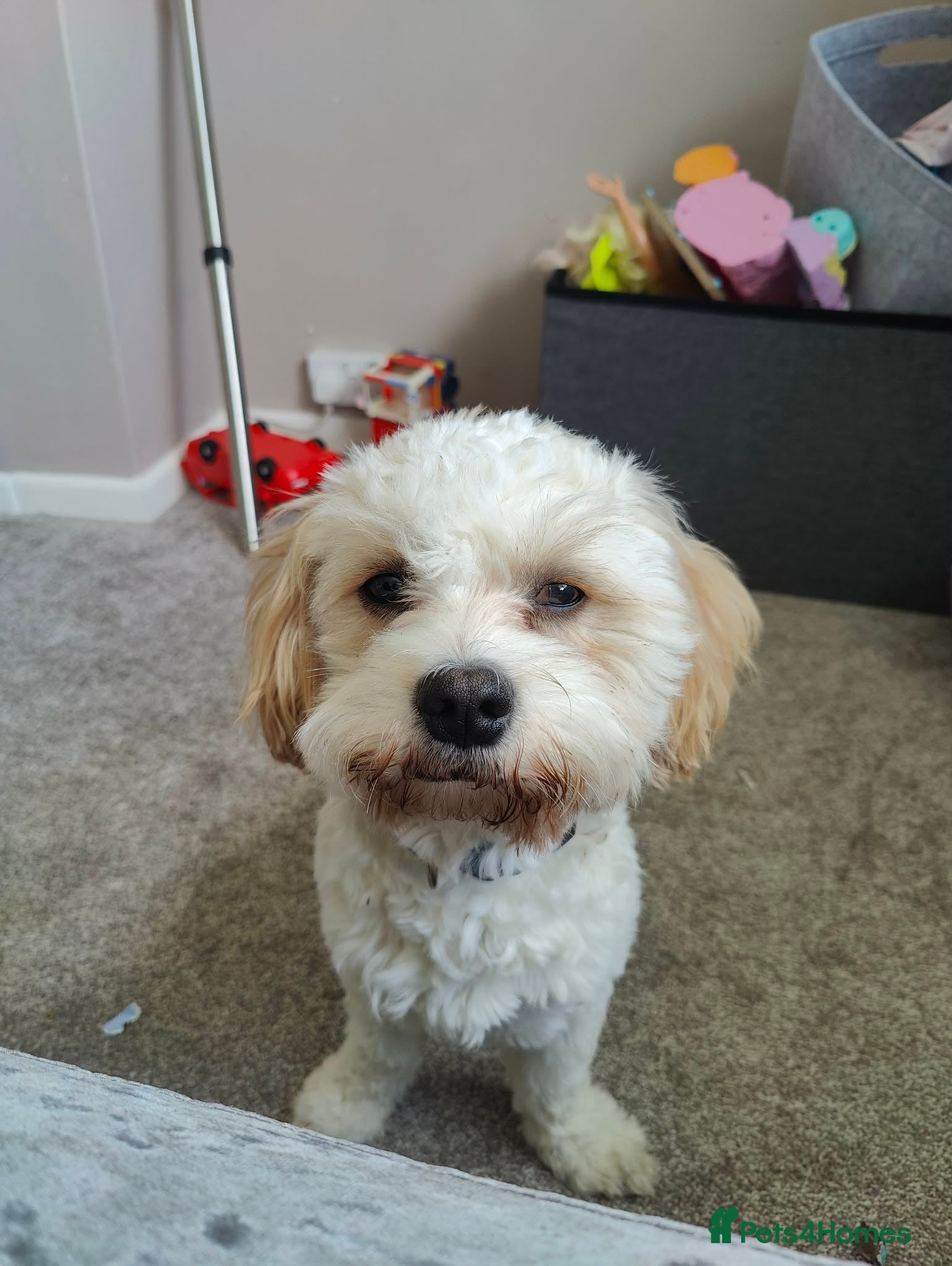Cavapoo dogs Stud dog - Advert 1