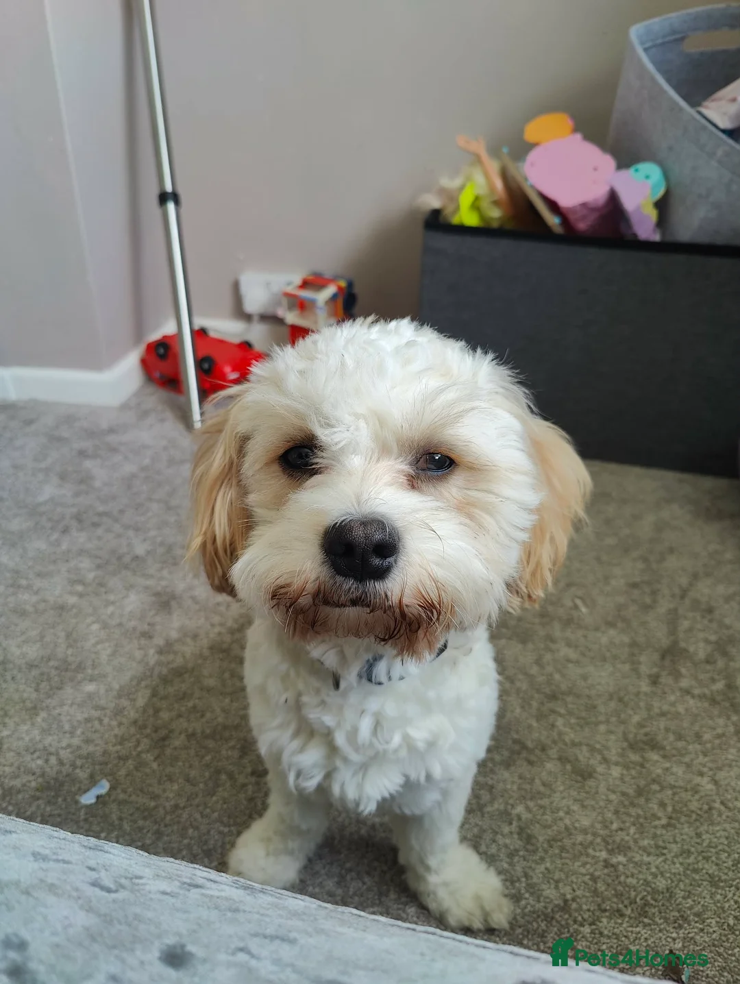 Cavapoo dogs for stud: Stud dog - Advert 1
