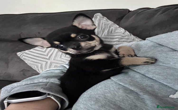 Chihuahua dogs - Advert 10
