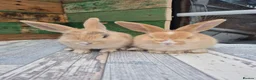 Mixed Breed rabbits for sale: REDUCED! Last boy!  - Advert 3