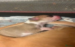 Mixed Breed dogs for sale: Merle Saluki Bull Collie Greyhound - Image 2