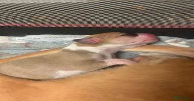 Mixed Breed dogs - Advert 7