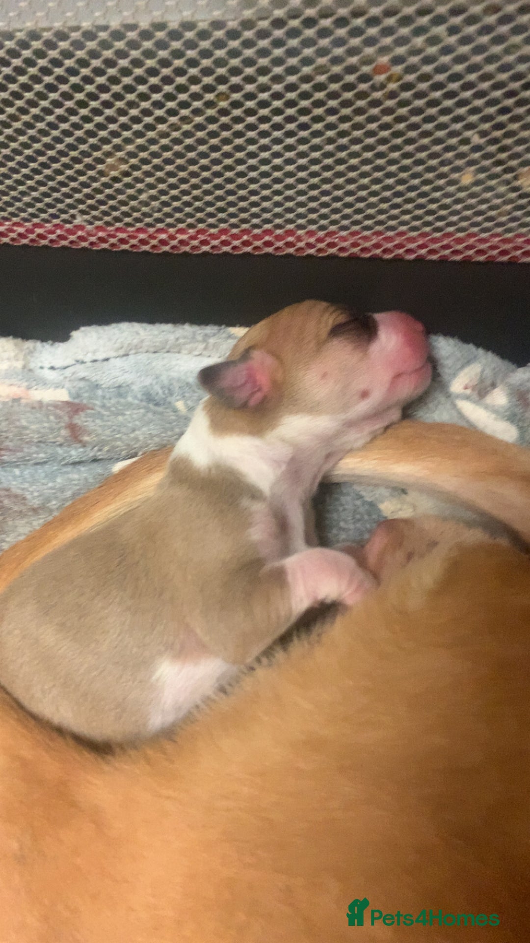 Mixed Breed dogs for sale: Merle Saluki Bull Collie Greyhound - Image 2