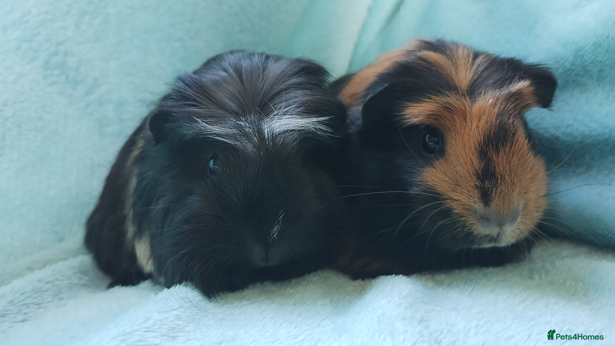 Guinea Pig rodents Baby  boys guinea pig delivery available now - Advert 10