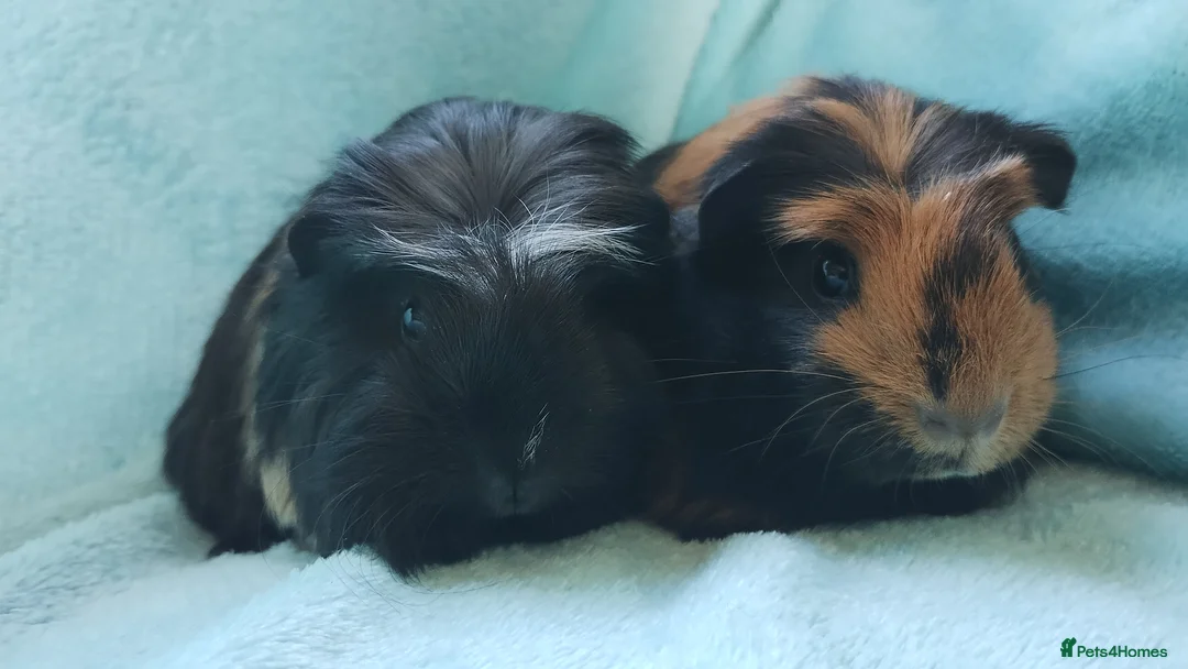 Guinea Pig rodents for sale: Baby  boys guinea pig delivery available now - Advert 1