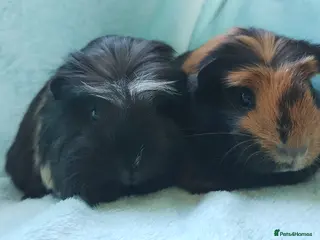 Guinea Pig rodents Baby boys guinea pig delivery available now - Advert 10