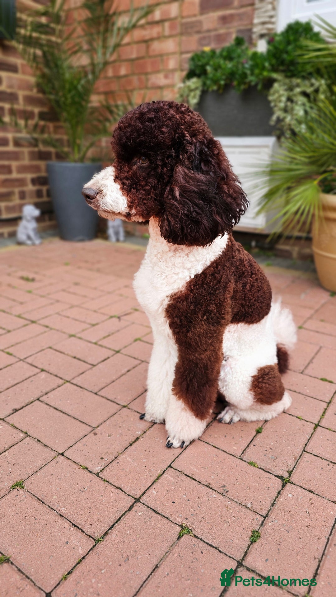Bernedoodle dogs for stud: STUNNING MOYEN POODLE FULLY HEALTH TESTED  - Advert 5