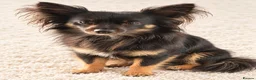 Chihuahua dogs for stud: Long haired chihuahua for stud - Advert 1