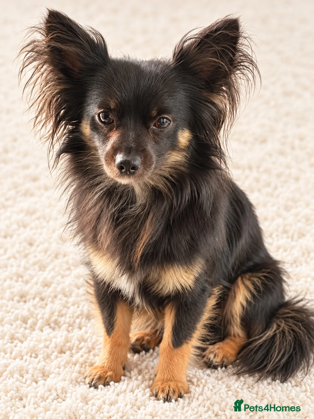 Chihuahua dogs for stud: Long haired chihuahua for stud - Advert 1