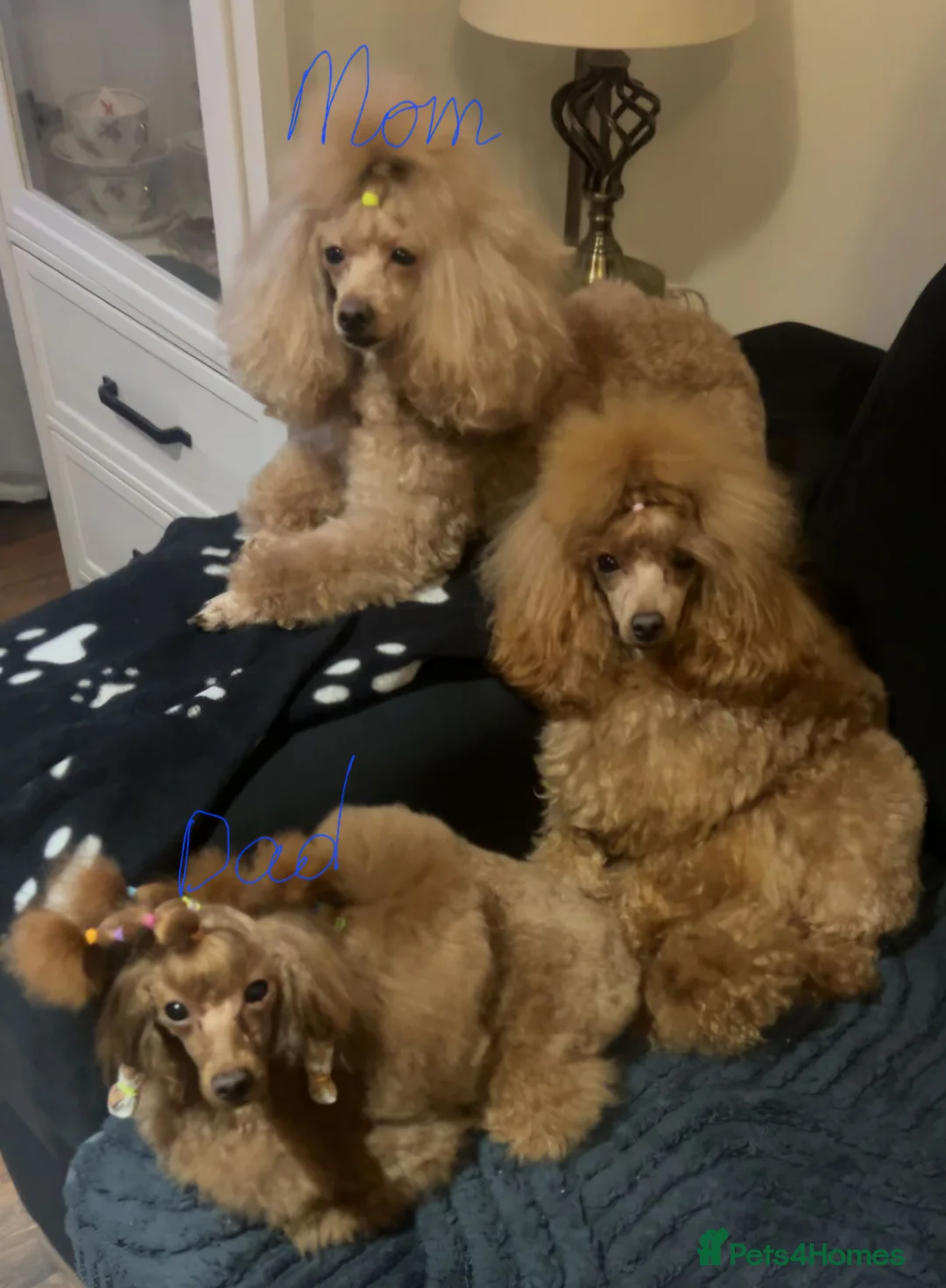 Toy Poodle dogs for sale: CH blood line, red toy poodles, Crufts  - Advert 2