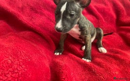 English Bull Terrier dogs for sale: English Bull Terriers  - Image 5